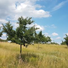Die Streuobstwiese am Schlänitzsee